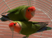 Peach Face Love Birds