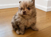 Pomeranian Puppies