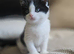 5 Beautiful Kittens British Blue x