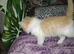Last little girl stunning unusual combination of ragdoll