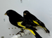 Beautiful pair of black Siskins for sale