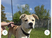 Akita mixed breed
