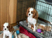 K C Reg Fully Vaccinated Cavalier King Charles