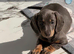 Beautiful mini dachshunds ready to go