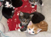 4 Beautiful Kittens