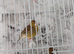 pair of canaries