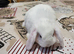 Beautiful Mini lop looking good a home