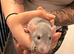 Adorable baby dumbo rats