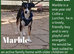 Rescue Dogs Searching for their forever homes