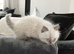 Pure Ragdoll boy 9wks old