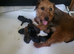 Lakeland terriers