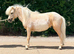 Every kids dream Barbie pony.