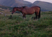 20 yesr old mare.