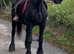 For sale beautiful Frisian mare