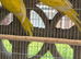 Bonded pair of yellow Ring Neck