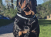 KC Health Tested Rottweiler for Stud