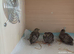 Available 3 birds at 3 weeks old Button Quails - note these are extra extra small size as a group of 3 for £22