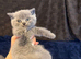 Pure-breed British Shorthair