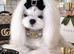 Stud tiny kc reg Korean Maltese
