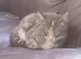 Gray tortie female