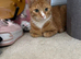 Mittens our lovely ginger female seeks loving home