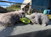 Lop boy bunnies