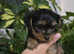 MINI TOY YORKSHIRE TERRIER FOR SALE