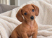 Miniature Dachshund Pups