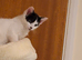 Kitten