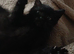 1 male bsh x bengal , beautiful markings mum is full lilac bsh