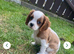 Cavalier King Charles