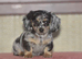 Adorable dachshund cross pups