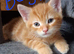 Cute Fluffy Kittens