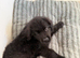 Newfoundland puppy for sale