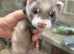Polecat Kit Hobs 8 weeks old