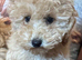 2 X BEAUTIFUL APRICOT MINIATURE POODLE GIRLS LEFT
