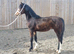 Welsh section c bay yearling colt