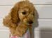 F1b cockapoo