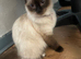 Ragdoll kitten ragdoll kittens seal