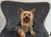 Tiny Yorkshire Terrier Boy For Stud