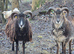 Soay sheep wethers