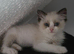 Ragdoll pedigree