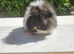 Baby swiss guinea pigs