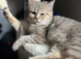 Gccf Handsome male British shorthair kitten