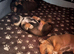 Jack Russell x Chihuahua puppies
