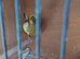 2 male canaries