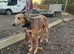 Mika 15 month old collie bull greyhound