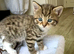 Two lovely female kittens looking for homes- ready 22/09