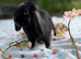 Mini lop female