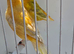 BEAUTIFUL PROVEN PAIR YELLOW ISABEL RED EYES